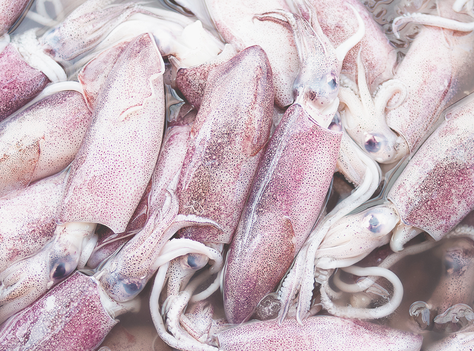 Is squid a shellfish or a fish?